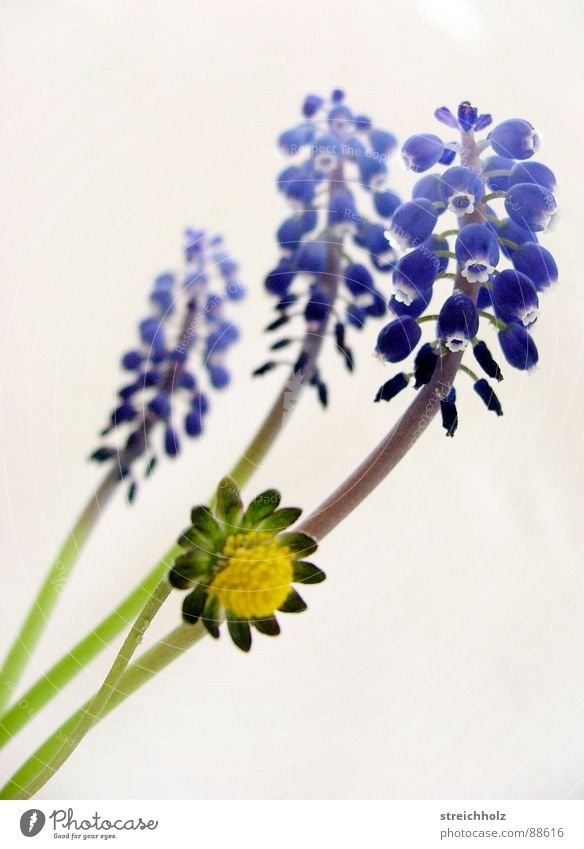 fragile Flower Hope Daisy Blossom Macro (Extreme close-up) Abstract Pink Yellow Optimism Blossoming Maturing time Growth Muscari Pistil Pollen Close-up Joy