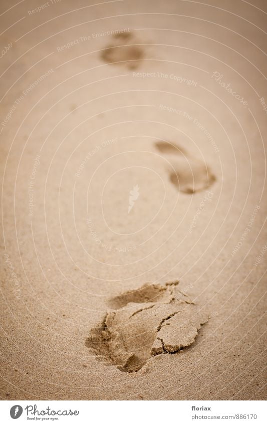 Traces in the sand Vacation & Travel Trip Adventure Far-off places Freedom Summer Summer vacation Beach Ocean Jogging Hiking Nature Elements Sand Movement