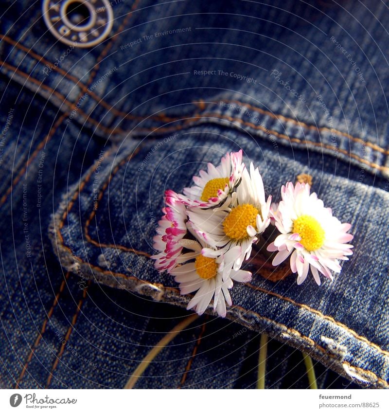 Buttonhole jewellery Daisy Jacket Flower Spring Jeans jacket Jewellery Buttons Embellish Blossom Jump Summer Clothing Beautiful weather summery sun button hole