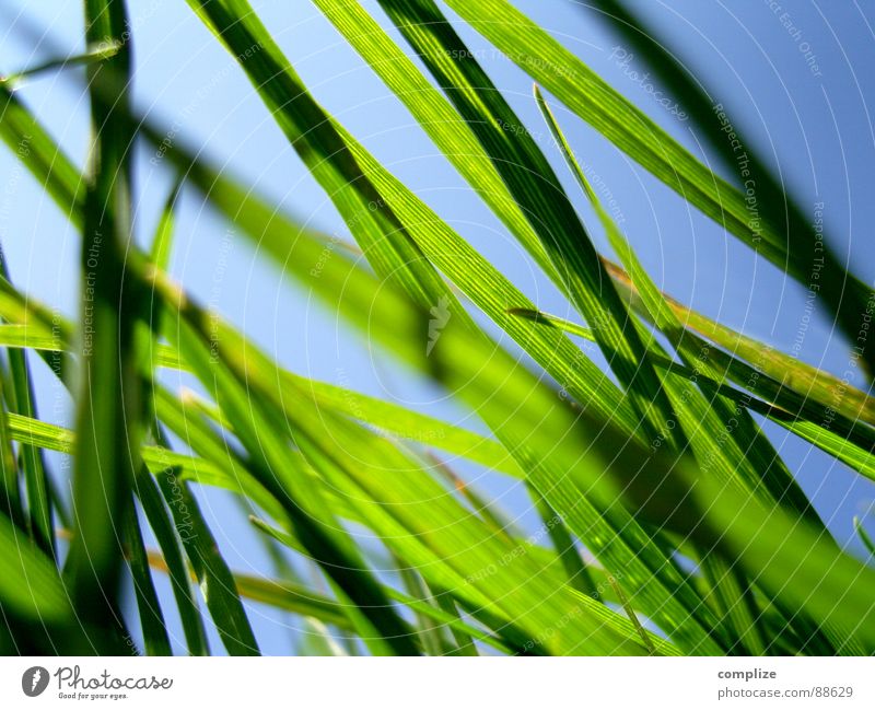 morning view from my cave Cave Worm Grass Green Blade of grass Meadow Park Ecological Summer Hill Sunbeam Physics Spring Midday Worm's-eye view Close-up Pure