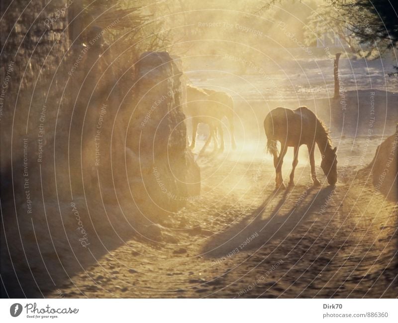 Dust of the Atacama Vacation & Travel Adventure Far-off places Equestrian sports Sand Sunlight Beautiful weather Tree Bushes Branch Desert Salar de Atacama