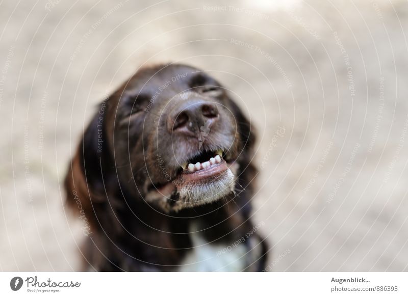 the little connoisseur... Animal Dog 1 Movement Laughter Walking Sit Playing Embrace Hiking Friendliness Happiness Happy Natural Joy Contentment Love of animals