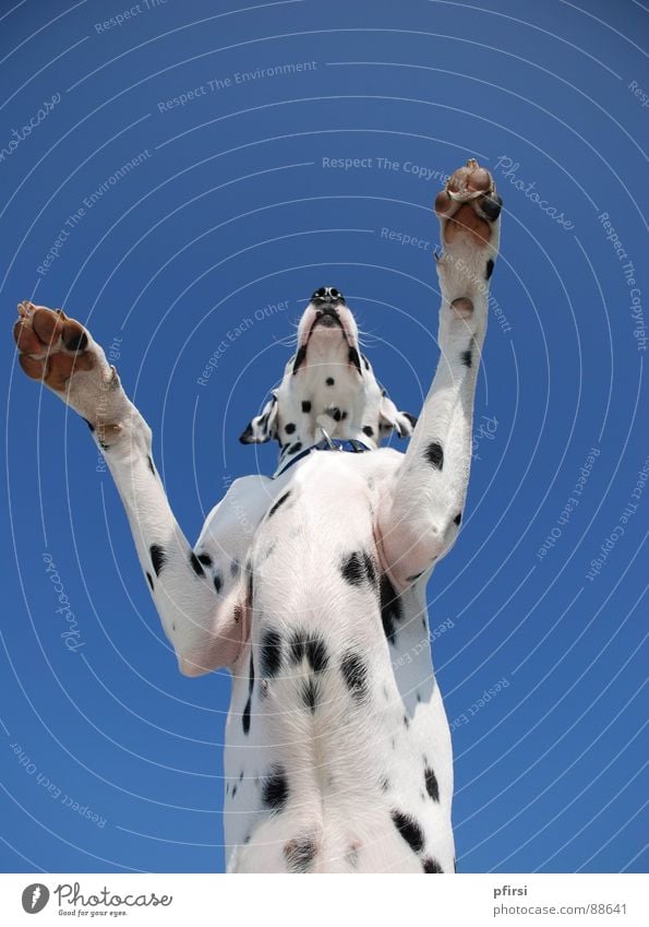 dogzilla Dog Dalmatian Worm's-eye view Godzilla Large Mammal chien enzo dalmatian dalmation Point Patch