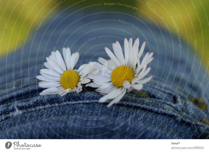 little flowers Flower Summer Spring Seasons White Yellow Green Blossom Bag Plant Daisy Mini skirt Pollen Stitching Denim blue Beautiful weather Physics 2