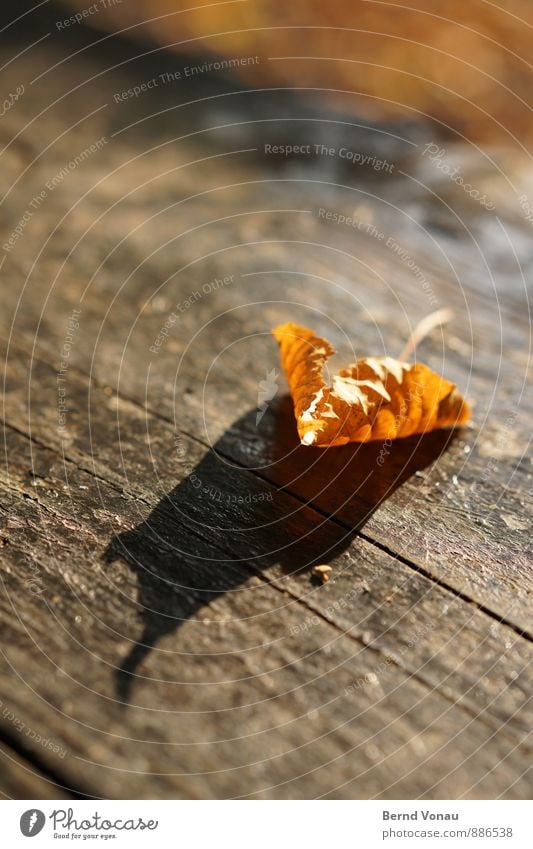 harbinger Nature Autumn Plant Leaf Moody Orange To fall Wooden table Weather Weathered Goodbye Shriveled Translucent Beautiful Blur Colour photo Exterior shot