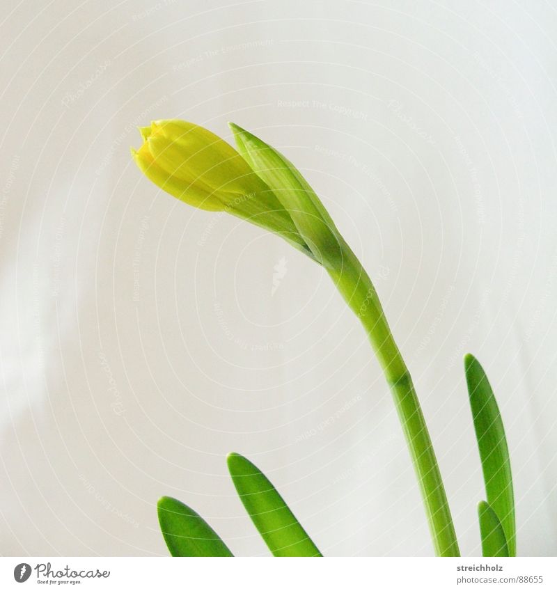 Easter is coming Flower Hope Blossom Macro (Extreme close-up) Abstract Pink Yellow Optimism Blossoming Maturing time Growth Wild daffodil Easter egg Pistil