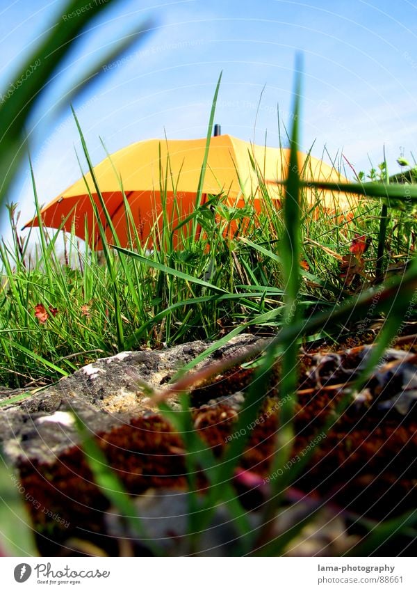 THE BEGINNING Cloppenburg Umbrella Sunshade Storm Clouds Grass Blade of grass Meadow Summer Field Green Spring Flower meadow Environment Summery Plant Sunbeam