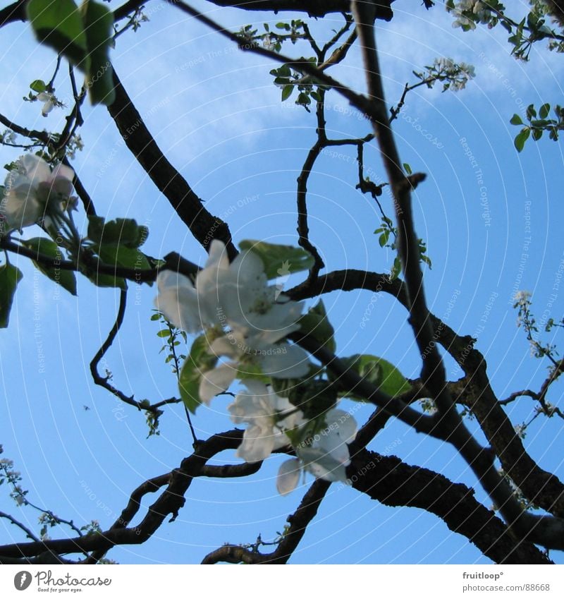 spring awakening Blossom Spring Airy Sky Branch Blue Garden