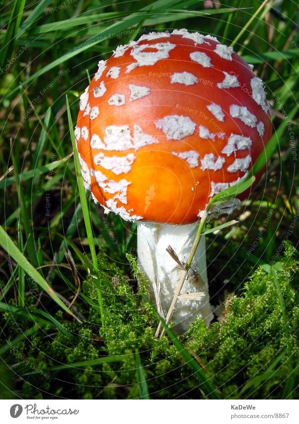 "Flying" mushroom Above Amanita mushroom