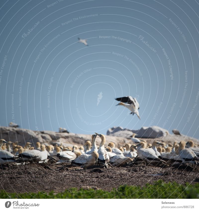 bass gannet, group meeting Vacation & Travel Tourism Trip Adventure Freedom Environment Nature Landscape Sky Cloudless sky Horizon Coast Animal Wild animal Bird