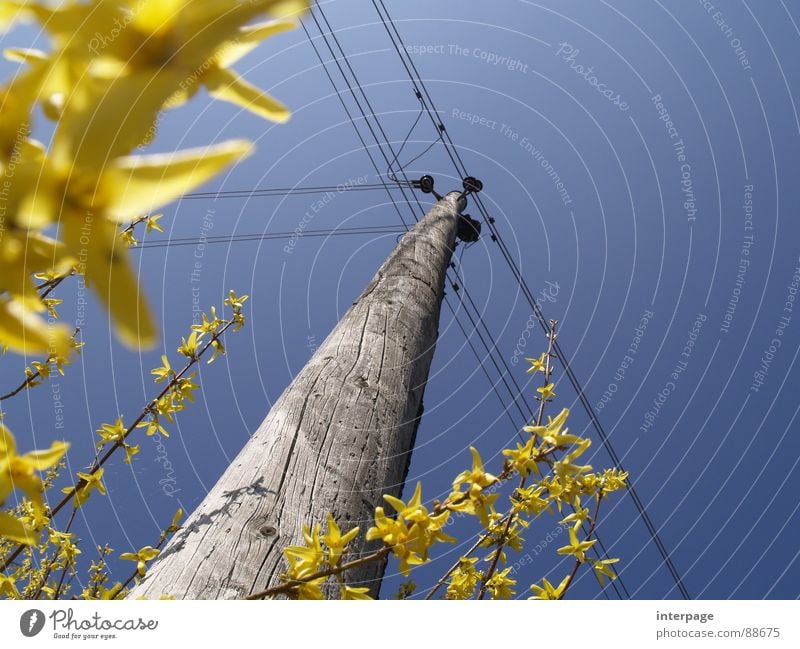 Easter stream Electricity Electricity pylon Yellow Worm's-eye view Industry Spring wooden pole forsyzias blossoms Blue Upward Sky