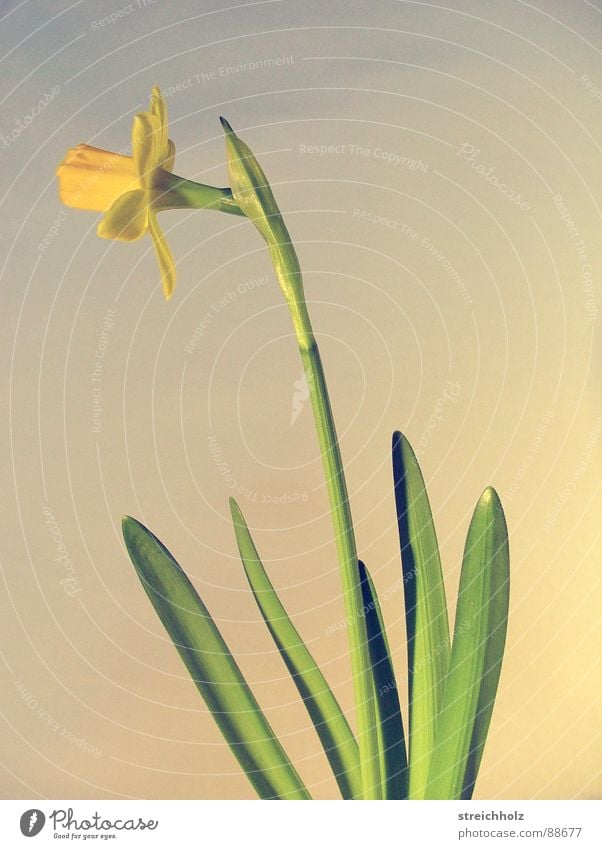 daffodils bell has risen Flower Hope Blossom Macro (Extreme close-up) Abstract Pink Yellow Optimism Blossoming Maturing time Growth Wild daffodil Easter egg