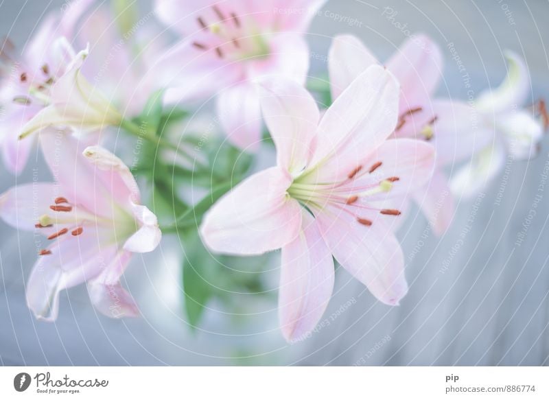 pale pink Plant Flower Blossom leave Pistil Stamen Bouquet Esthetic Beautiful Gray Green Pink Lily Delicate Gift Colour photo Subdued colour Close-up Detail