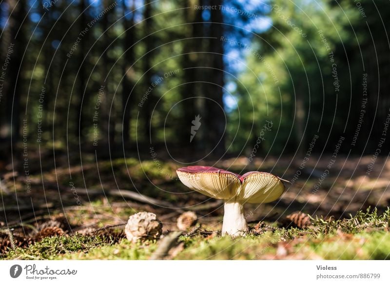 Forest life II... Environment Nature Landscape Moss Natural Green Mushroom Amanita mushroom Woodground Deserted Blur Worm's-eye view