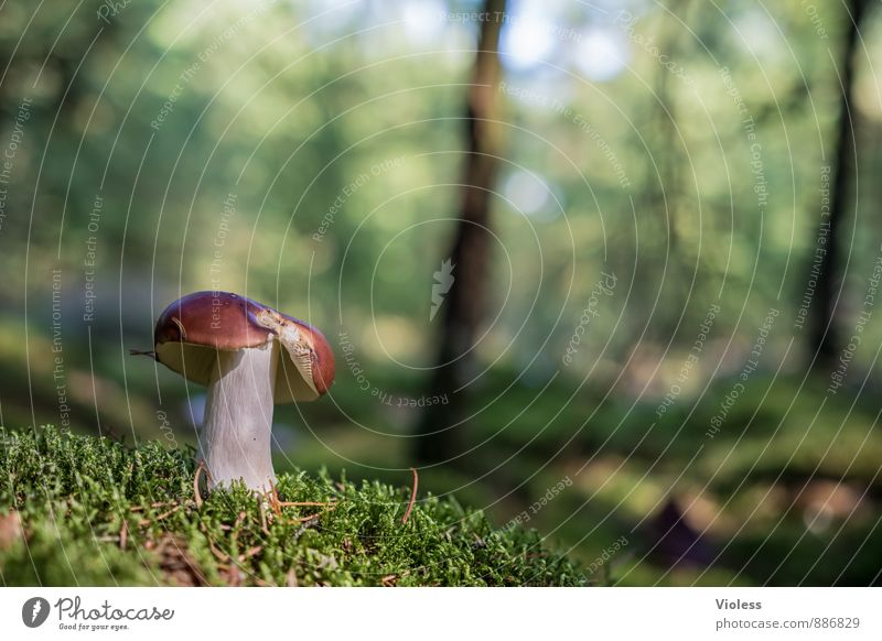 forest life ... Nature Landscape Plant Moss Forest Green Woodground Mushroom Mushroom cap Deserted Copy Space left Shallow depth of field Blur Detail