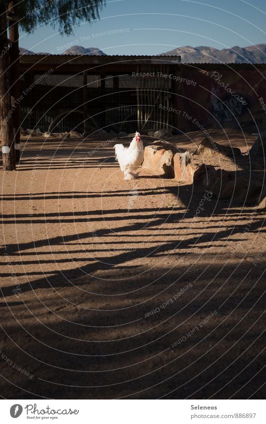 free Food Summer Sun Environment Nature Mountain Animal Farm animal Barn fowl 1 Joie de vivre (Vitality) Free-range rearing Agriculture Colour photo