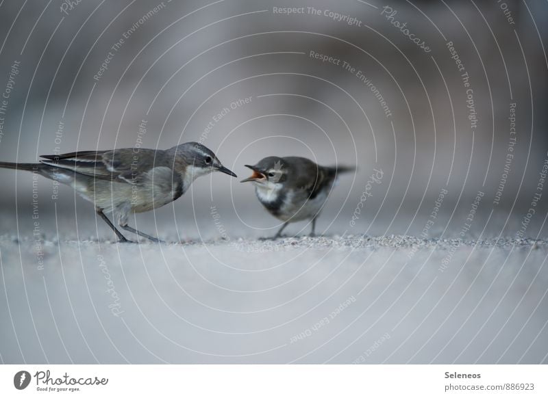 feeding time Environment Nature Spring Animal Wild animal Pigeon 2 Baby animal Feeding Colour photo Exterior shot Copy Space top Copy Space bottom Light