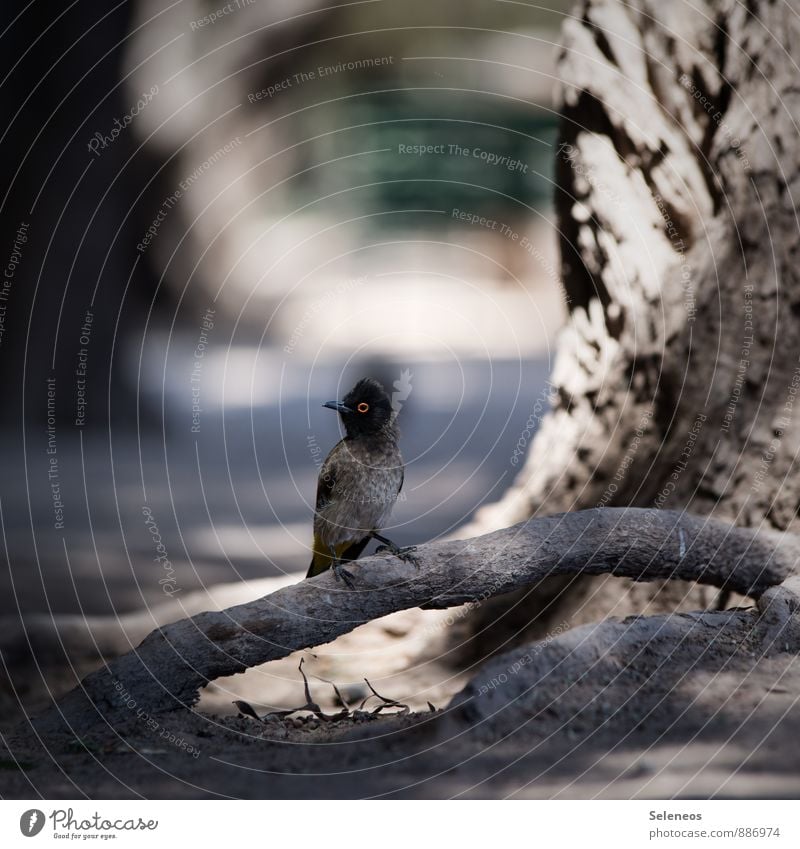 African red-eyed bulbul Vacation & Travel Trip Far-off places Freedom Summer Summer vacation Environment Nature Plant Tree Animal Wild animal Bird Animal face