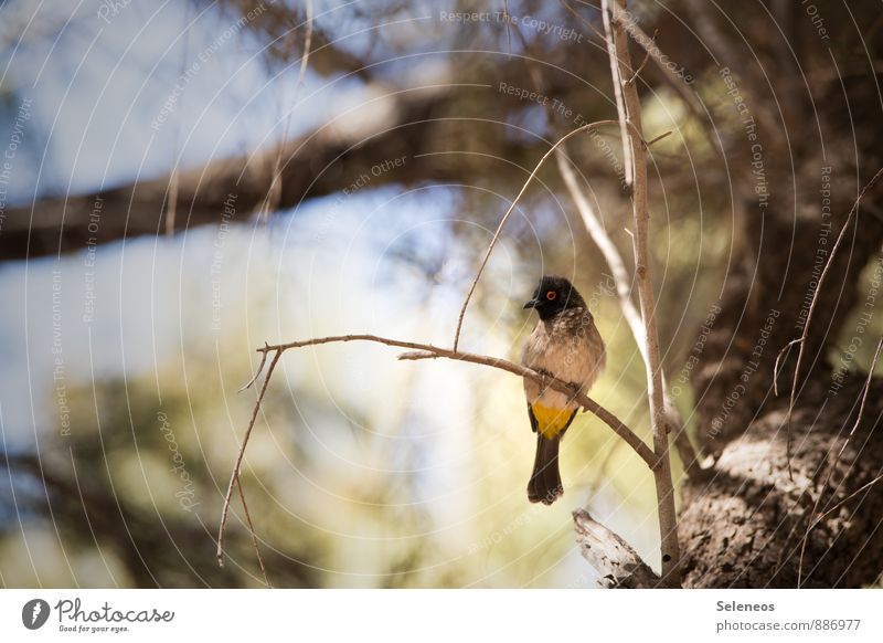 Who am I? Who am I? Vacation & Travel Tourism Trip Summer Sun Environment Nature Animal Tree Branchage Twigs and branches Wild animal Bird 1 Small Ornithology