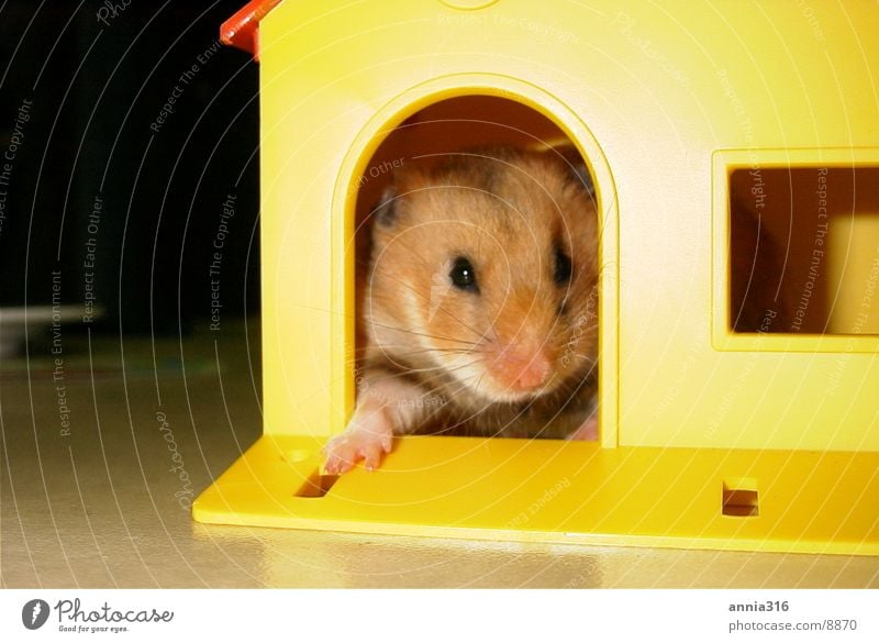 Hamster posed Pet Rodent