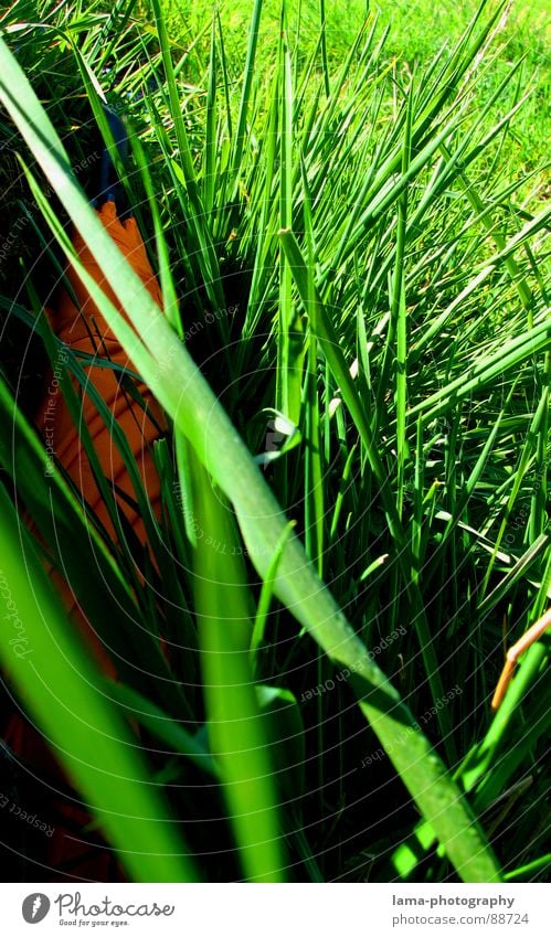 Easter surprise Cloppenburg Umbrella Sunshade Storm Clouds Grass Blade of grass Meadow Summer Field Green Spring Easter egg Search Surprise Mysterious