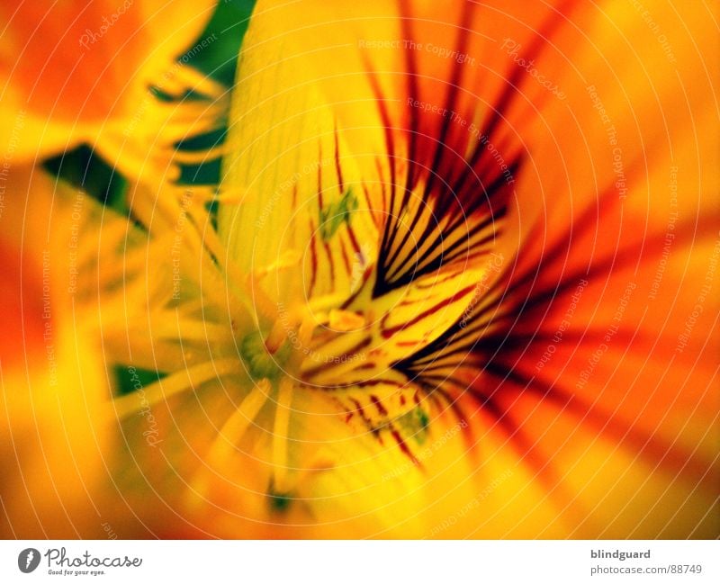 summerfeelings Flower Yellow Summer Sprinkle Macro (Extreme close-up) Blur Plant Beautiful Pistil Seed Orange Close-up sharp Garden