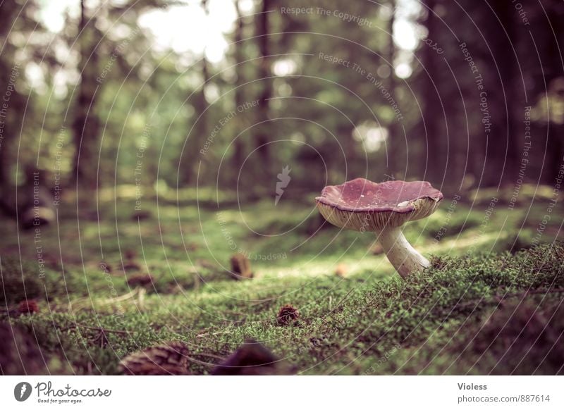 fairytale forest... Nature Landscape Plant Moss Forest Dark Fantastic Green Woodground Mushroom Mushroom cap Deserted Copy Space left Blur