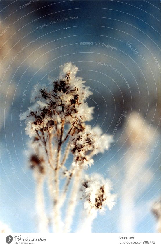 Ice Flowers in Sweden Frostwork Vacation & Travel Winter White Fresh Cold Blur Scandinavia Blue Crystal structure Detail Snow