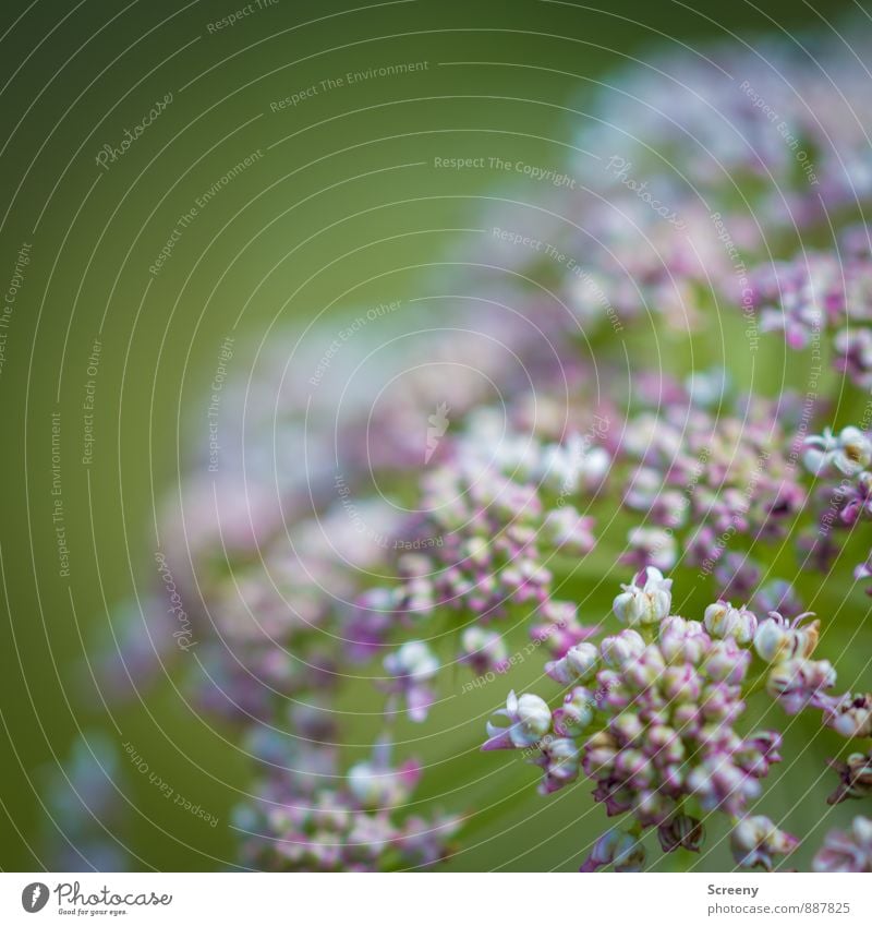 small and fine Nature Plant Flower Bushes Blossom Blossoming Fragrance Small Natural Green Pink White Delicate Round Colour photo Detail