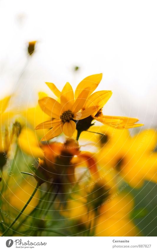 Yellow Flowers Nature Plant Sunlight Summer Beautiful weather Garden Esthetic Authentic Fragrance Fresh Natural Warmth Feminine Wild Gold Green White