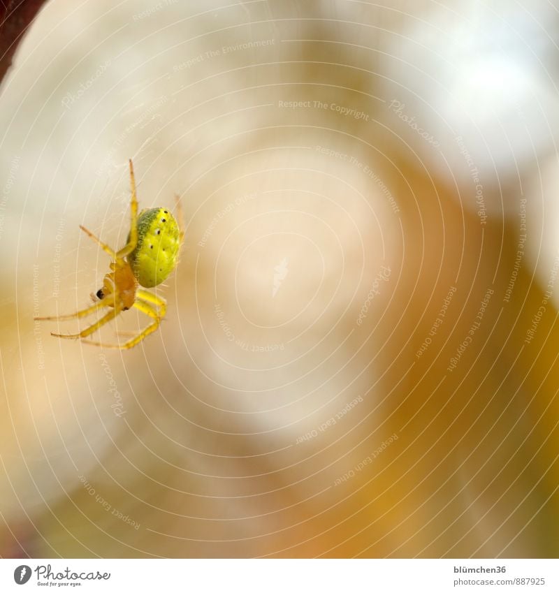 aloft Animal Wild animal Spider pumpkin spider Orb weaver spider Spider's web Spider legs Spin Net Legs Work and employment Observe Disgust Natural Yellow Fear