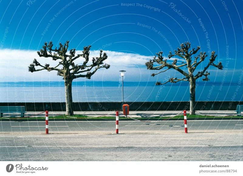 Order must be Arrangement Tree Lake Symmetry Meticulous Bizarre Winter Traffic infrastructure Coast Sky Row Blue clouds. autumn deurschland Lake Constance