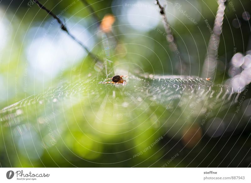 Tierisch gut: Spinnerin Forest Animal Spider 1 Disgust Fear Spider's web spiderman Spring Autumn Back-light Colour photo Multicoloured Exterior shot