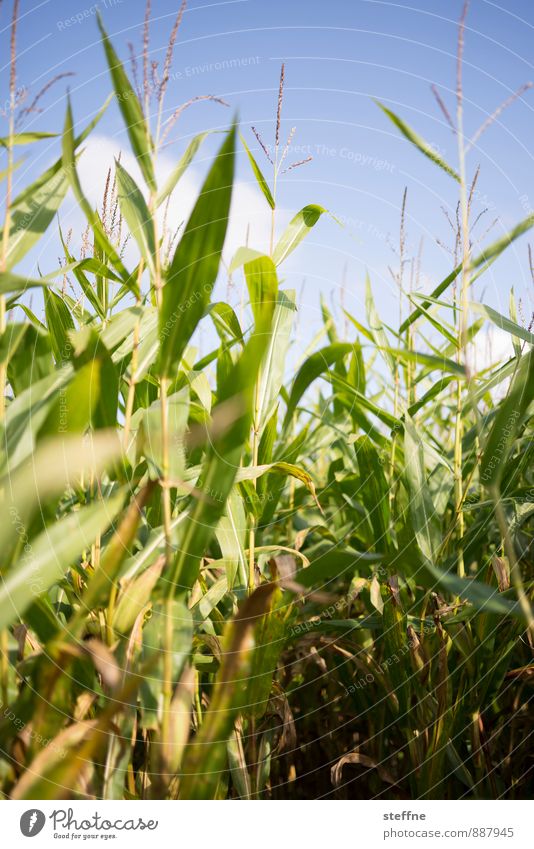 cornfield Autumn Plant Eating Agriculture Maize Maize field September October corn maze Labyrinth Farm Farmer Colour photo Exterior shot Copy Space bottom