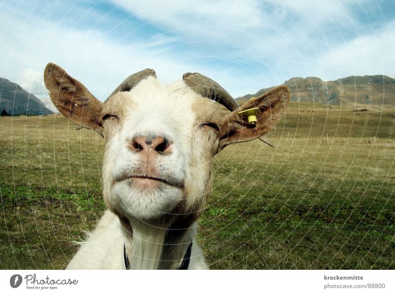 the wise white goat Alp Flix Goats Animal Meadow Switzerland Canton Graubünden Goatskin Grass Alpine pasture Green Mountain meadow To enjoy Mammal Antlers