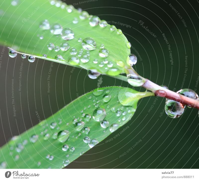 rain pearls Plant Water Drops of water Summer Autumn Climate Leaf Foliage plant Touch Glittering Growth Simple Fresh Small Near Wet Natural Round Green Calm