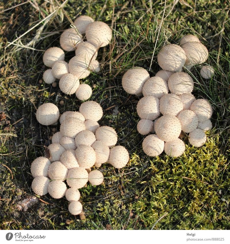 group feeling | cuddle group Environment Nature Landscape Plant Autumn Beautiful weather Moss Foliage plant Wild plant Mushroom Puff-ball Woodground Forest