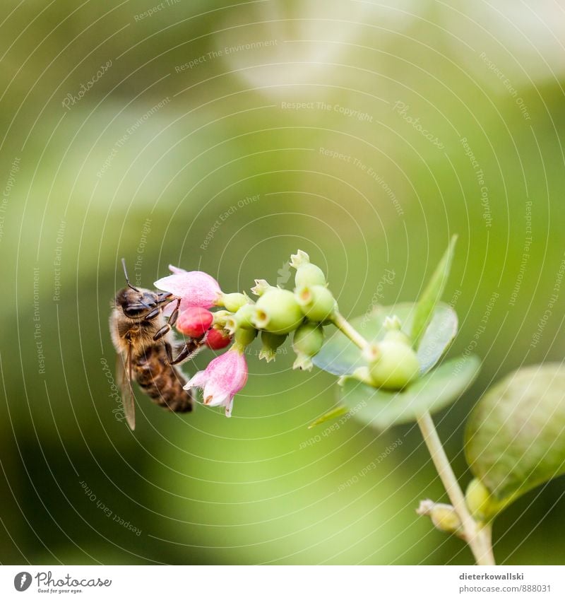 busy bee Environment Nature Plant Bee 1 Animal To feed Colour photo Exterior shot