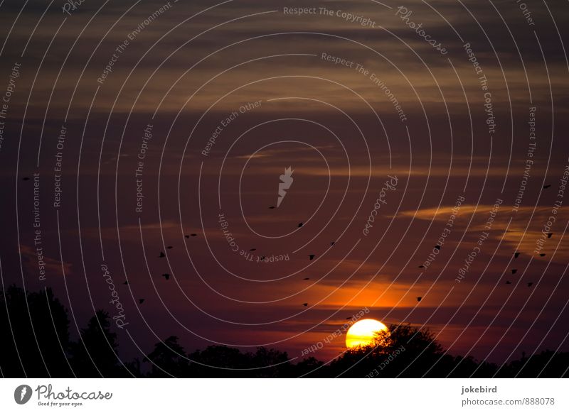 bird migration Sky Sunrise Sunset Bird Flying Flight of the birds Flock of birds Colour photo Exterior shot Deserted Copy Space top Dawn Twilight