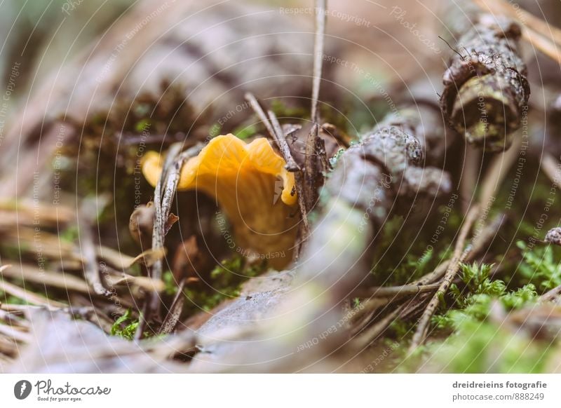 small chanterelle Nature Earth Forest Life Senses Woodground Mushroom Chanterelle Fir needle Moss Branchage Mushroom picker edible mushroom mushroom season