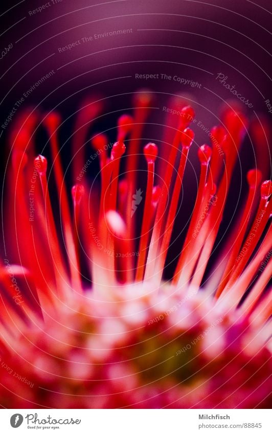 caprose Protea Red Warning colour Characteristic Tentacle Feeler Flower Blossom Plant South Africa Macro (Extreme close-up) Close-up Blaze Detail