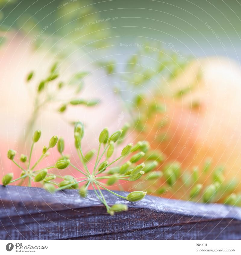 dill Herbs and spices Summer Beautiful weather Natural Dill Seed Square Soft Macro (Extreme close-up) Agricultural crop Colour photo Exterior shot Deserted