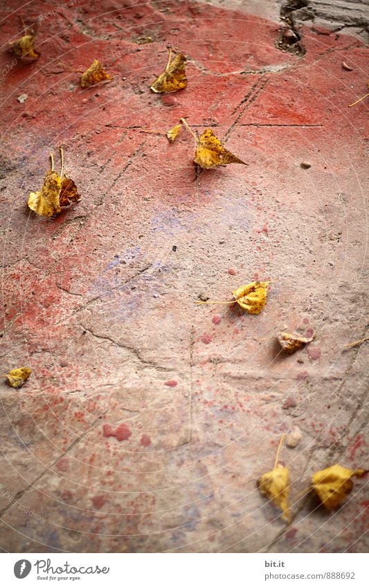 lemon tree leaves Autumn Town Autumnal Autumn leaves Autumnal colours Early fall Autumn wind Stone floor Colour photo Exterior shot Deserted Copy Space bottom