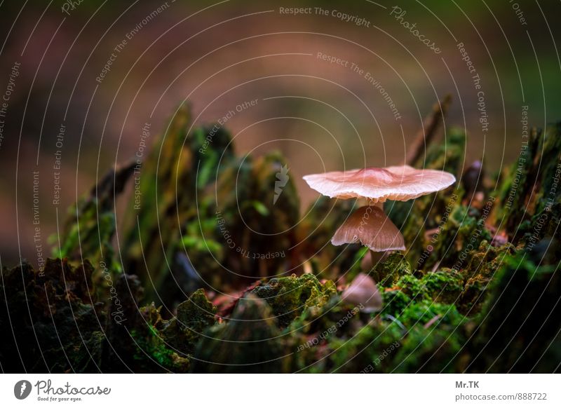 sheltered Nature Plant Autumn Mushroom Forest Swabian Jura Deserted Emotions Moody Happy Contentment Trust Protection Safety (feeling of) Warm-heartedness