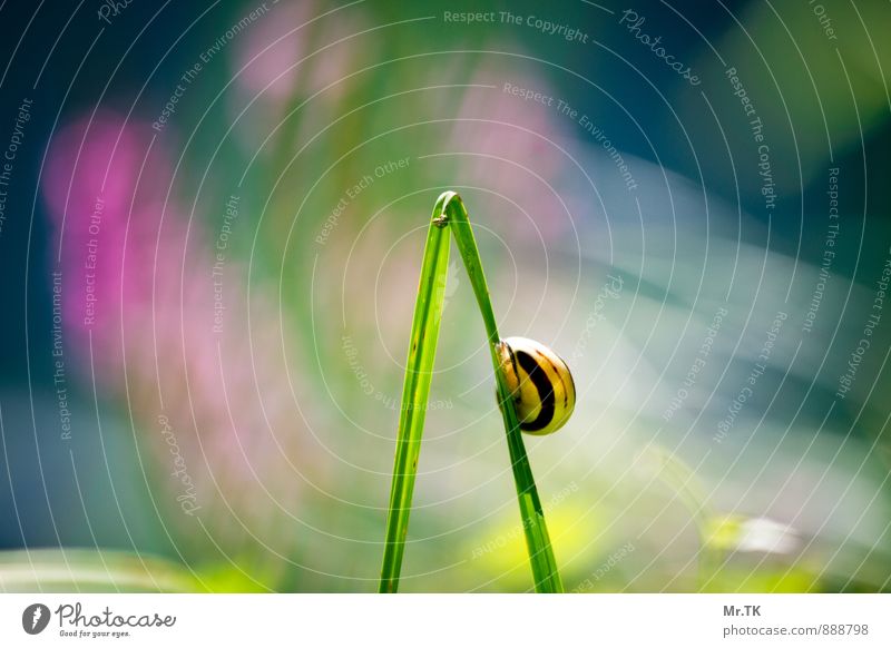 In the light Animal Snail 1 Moody Joie de vivre (Vitality) Warm-heartedness Attentive Authentic Life Surprise Dream Longing Colour photo Exterior shot Close-up