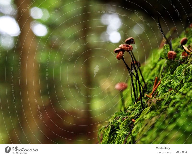 Wild mushrooms Environment Nature Plant Summer Beautiful weather Tree Moss Leaf Foliage plant Wild plant Exotic Mushroom Beatle haircut Forest Stand Growth