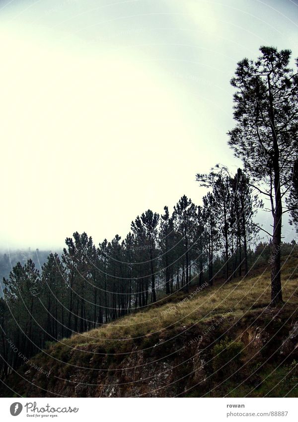 pinaceae I Tree Forest Branchage Coniferous trees Clearing Bad weather Dark Cold Hiking Doomed Calm Pine Twig Treetop Clouds Nature Mountain