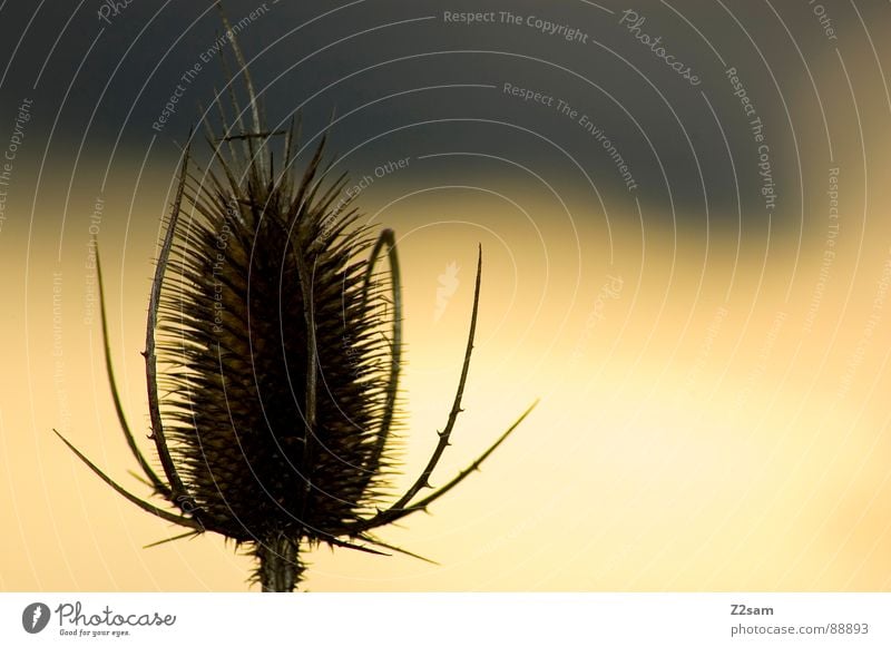 alone in the hall Stand Field Flower Plant Spider Yellow Progress Loneliness Legs Arm Thorn Nature