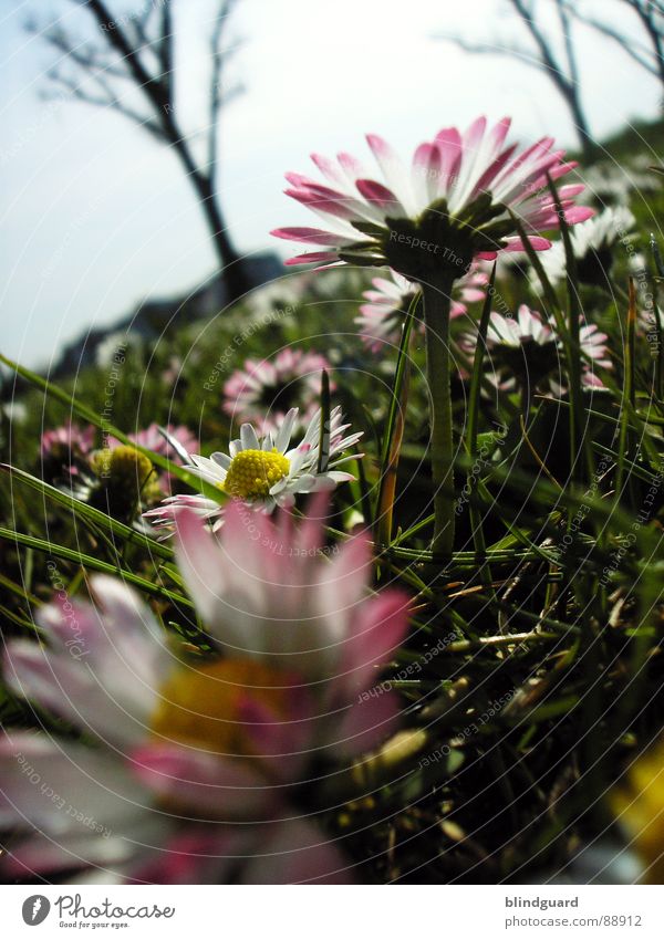 approaching bumblebee Daisy Meadow Deep Grass Flower Green Pink White Tree Near Spring Wild animal Garden Sky Nature