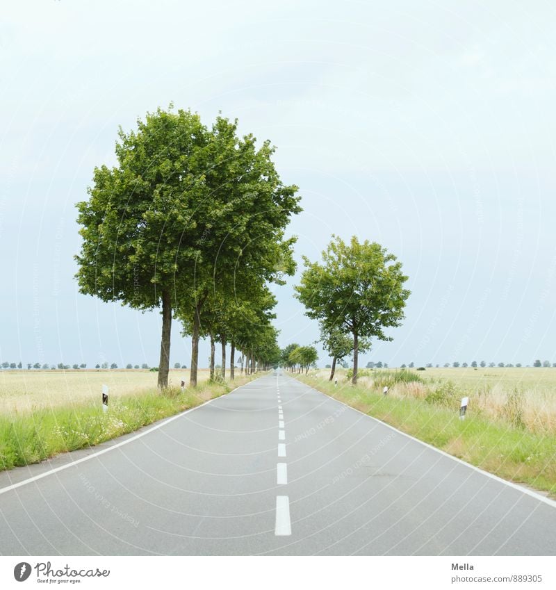 To the horizon, then left Environment Landscape Tree Traffic infrastructure Street Country road Traffic lane Lane markings Median strip Curb Avenue Asphalt Line